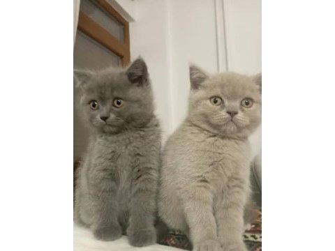 Safkan koca kafa bebek british shorthair yavrularım