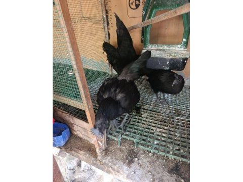 Ayam cemali