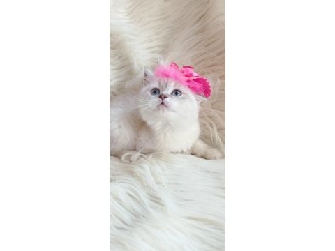 British shorthair kedisi