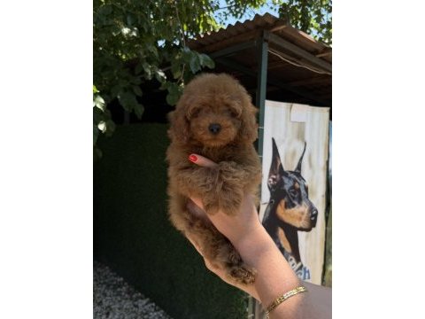 Toy poodle erkek kg garantili