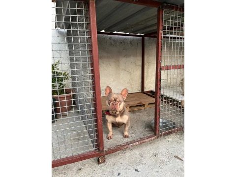 New shade isabella tan erkek french bulldog