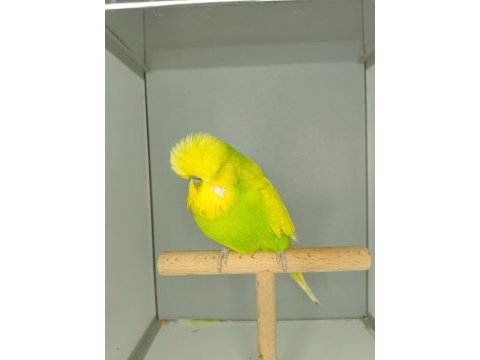 Show jumbo muhabbet
