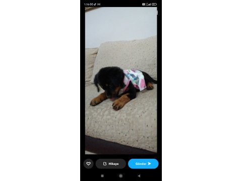 Koca kafalı safkan rottweiler yavruları