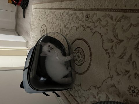 5 aylık dişi british shorthair