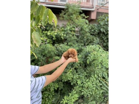 Kore poodle bebekler