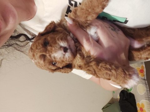F1 maltipoo dişi dünya güzeli