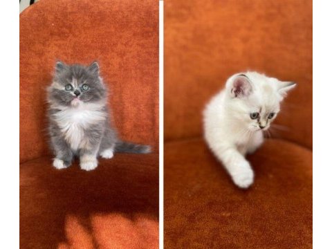 Brıtısh longhair ve shorthaır güzellikler