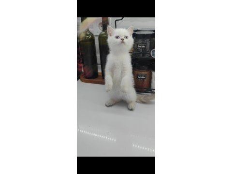 British shorthair yavru
