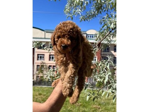 Toy poodle yavrular