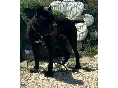 Temel itâat eğitimli muhteşem cane corso evlat