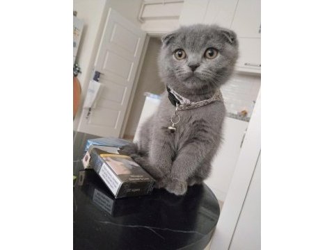 Acil yuva scottish fold kedimize