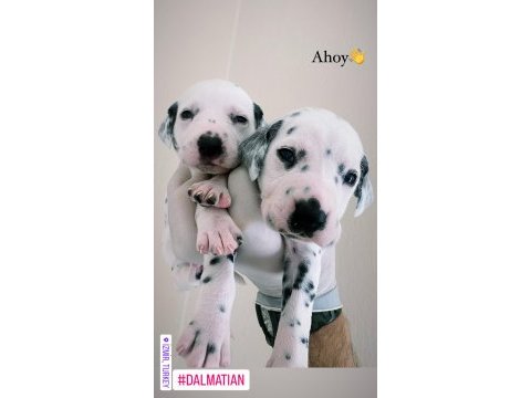 Anne altından dalmaçyalı (dalmatian) yavrular