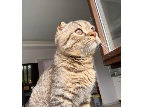 5 aylık erkek british shorthair