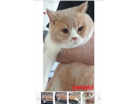 Ücretsiz british shorthair erkek