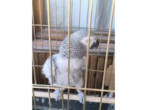 Evcil konuşan jako stres geçirmiştir