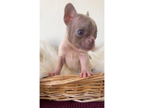 Renkli gözlü özel micro boy french bulldog