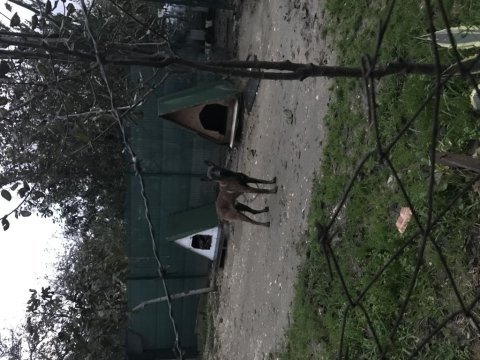 1 yaşında erkek safkan malinois
