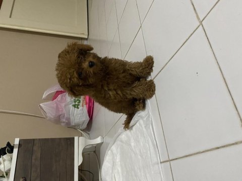 Irk ve sağlık garantili kore poodle yavru