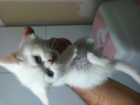 2 aylık british shorthair yavrular yeni yuvalarını arıyor