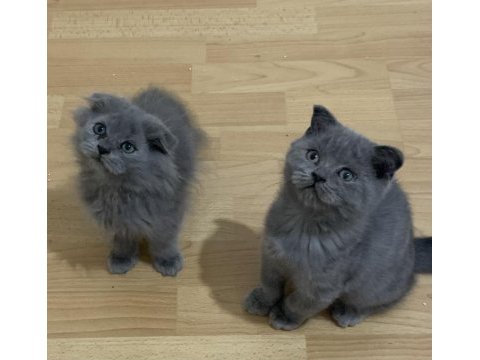 Evden show kalite scottish fold yavru kedilerimiz