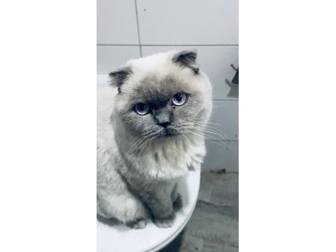 Blue point 1 buçuk yaşında erkek scottish fold
