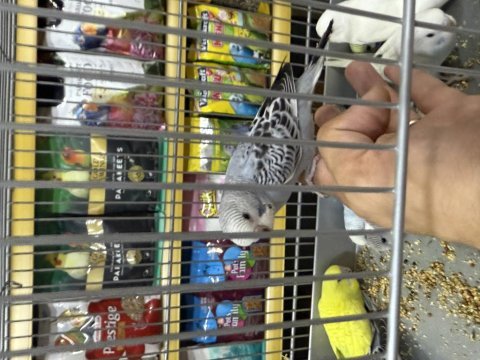 Yeni. yeme düşmüş bebekler