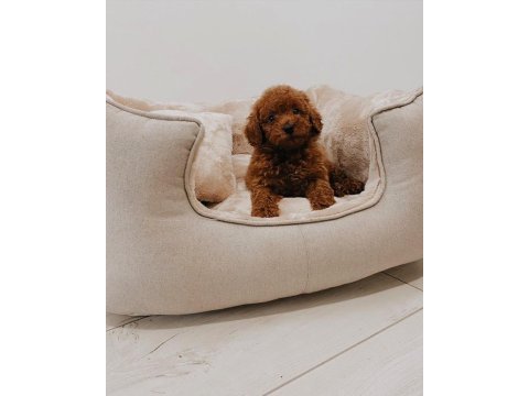 Toy poodle yavruları