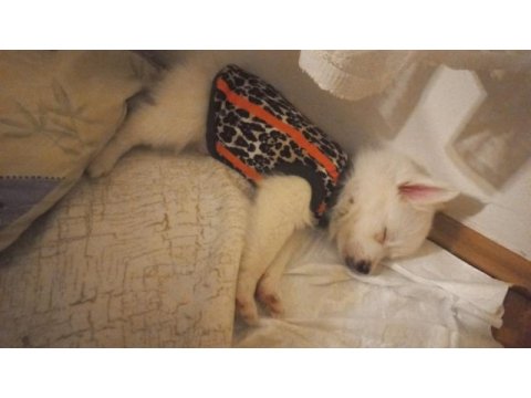 Pomeranian spitz