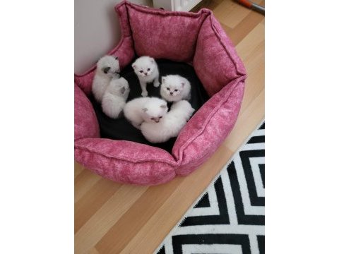 Scottish fold blue