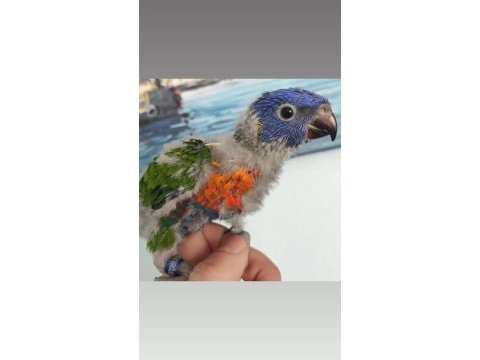 İri boy gökkuşağı lori papağanları