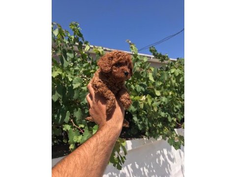 Toy poodle yavru köpeğimiz