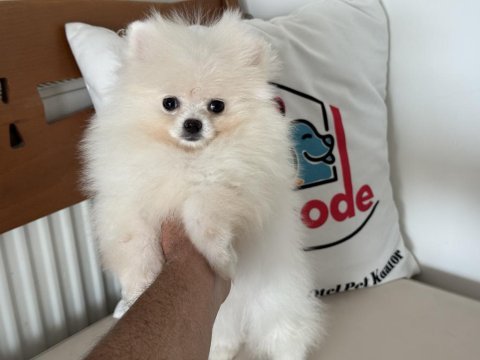 Show kalite pomeranian boo yavrularımız