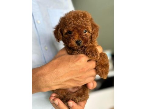Adananın en seçkin toy poodle yavruları