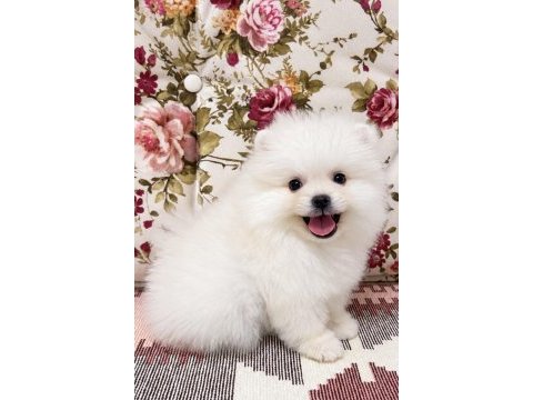 Gülen yüz kusursuz karbeyaz pomeranian boo