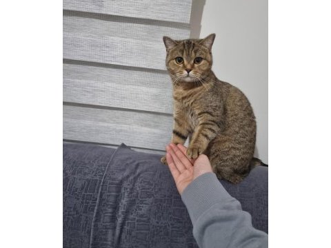 British shorthair golden tabby