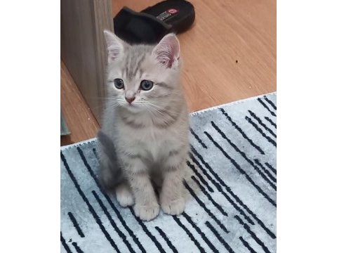 1.5 aylık erkek british yavrumuz