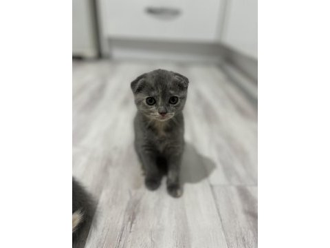Minnoş kedilere yuva