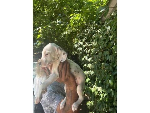 Dalmaçyalı yavru köpekler