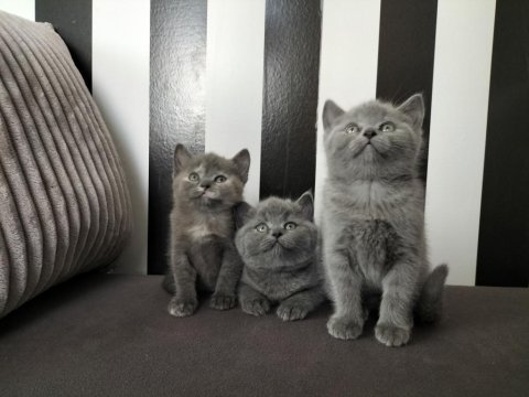 British shorthair eğitimli yavrular teslime hazır