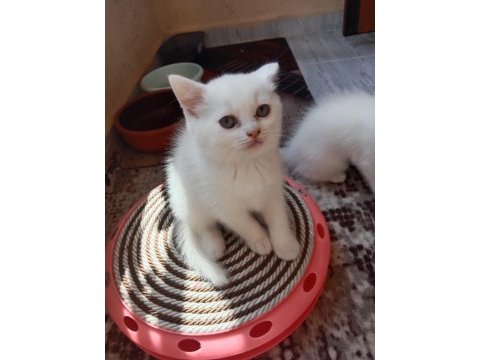 Birbirinden tatlış british shorthair bebekler