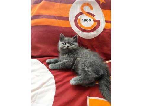 British shorthair iki aylık kediler