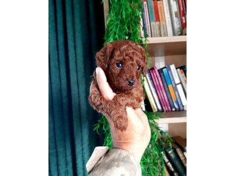 Toy poodle yavrularımız daha şirini yok