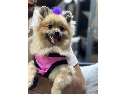 Pomeranian boo dişi