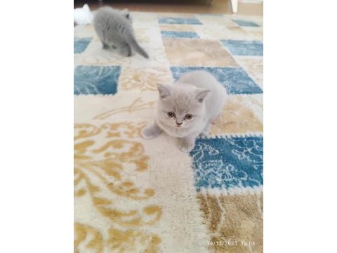 A+ kalite lilak rengi özel bir dişi british shorthair