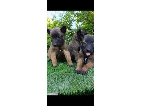 Safkan belçika malinois bebekler