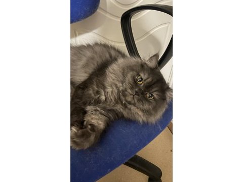 1 yaşında british longhair