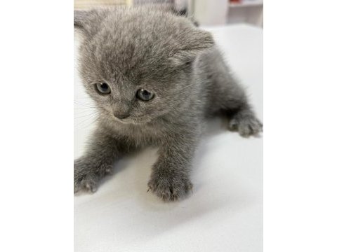 Çok sağlıklı british shorthair