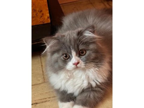 Şecereli muhteşem renklere sahip british longhair