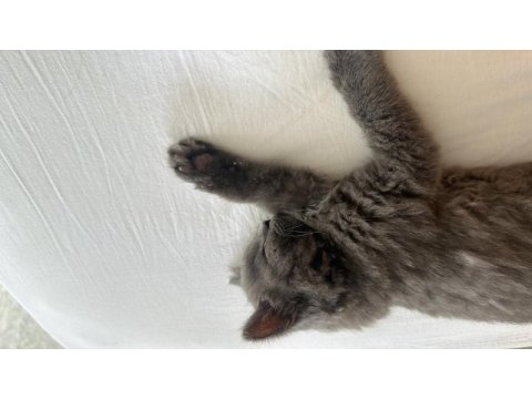 British longhair ömürlük yuva aranıyor