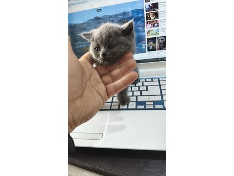 Bebek kediler yeni ailesini bekliyor